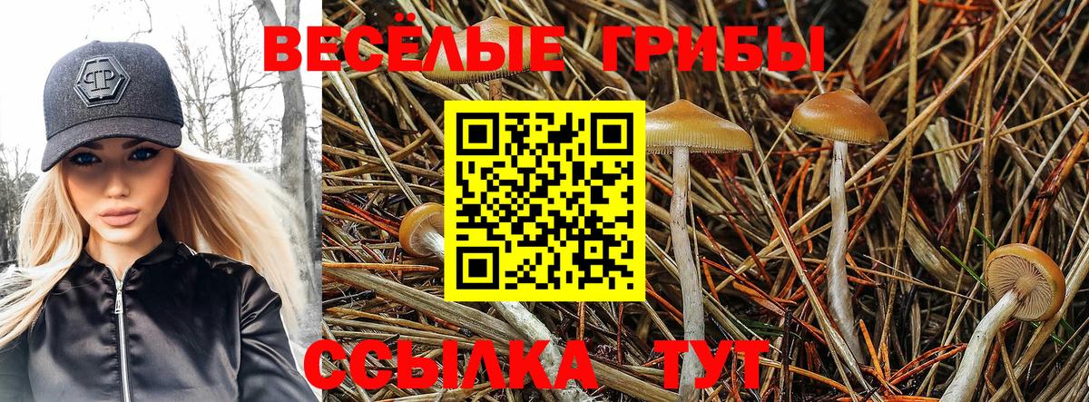 Галлюциногенные грибы Psilocybine cubensis Амурск